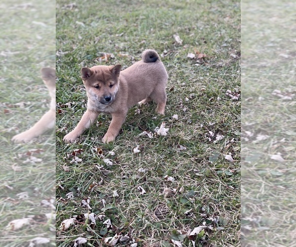 Medium Photo #1 Shiba Inu Puppy For Sale in CANOGA, NY, USA