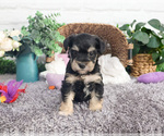 Small #1 Schnauzer (Miniature)
