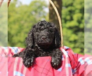 Goldendoodle-Poodle (Standard) Mix Puppy for sale in LOYSVILLE, PA, USA