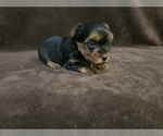 Small #4 Yorkshire Terrier