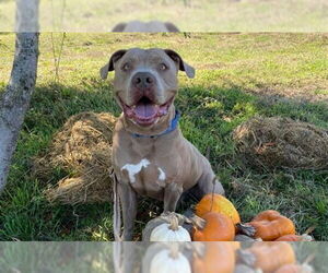 Mutt Dogs for adoption in McKinleyville, CA, USA