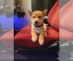 Small #1 Shiba Inu