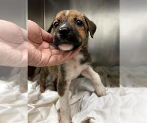 American Staffordshire Terrier-Border Terrier Mix Dogs for adoption in Waco, TX, USA