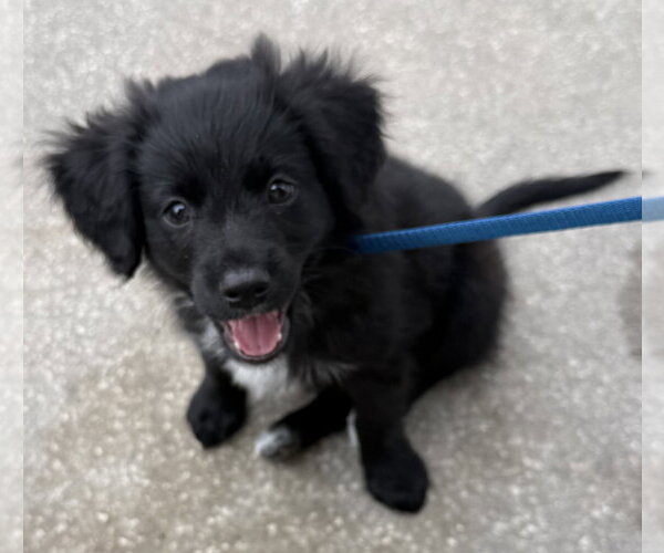 Medium Photo #2 Boykin Spaniel-Labrador Retriever Mix Puppy For Sale in Sanford, FL, USA