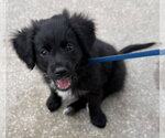 Small #1 Boykin Spaniel-Labrador Retriever Mix