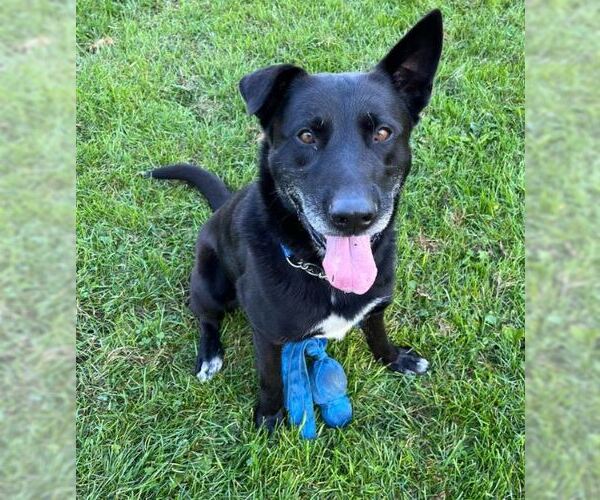 Medium Photo #1 Labrador Retriever-Unknown Mix Puppy For Sale in Williamsburg, IA, USA
