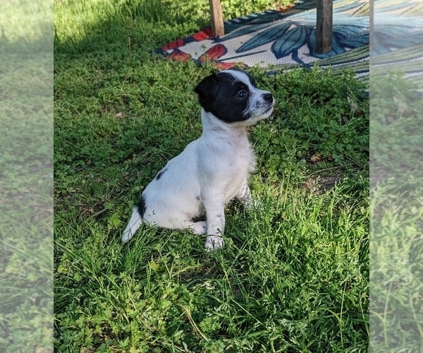 Medium Photo #5 Cheenese Puppy For Sale in ELKINS, AR, USA