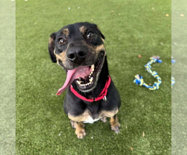 Medium Photo #2 Mutt Puppy For Sale in Shelburne, VT, USA