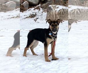 German Shepherd Dog-Unknown Mix Dogs for adoption in Minneapolis, MN, USA