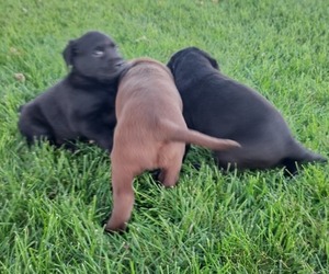Labrador Retriever Litter for sale in GREENWOOD, WI, USA