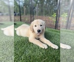 Small #8 Golden Retriever