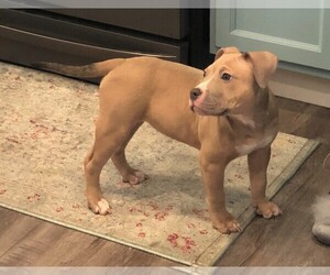 American Bully-American Pit Bull Terrier Mix Puppy for sale in LATHROP, CA, USA