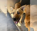 Small #1 German Shepherd Dog
