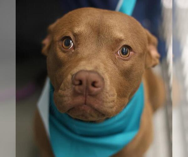 Medium Photo #1 American Staffordshire Terrier-Unknown Mix Puppy For Sale in San Antonio, TX, USA