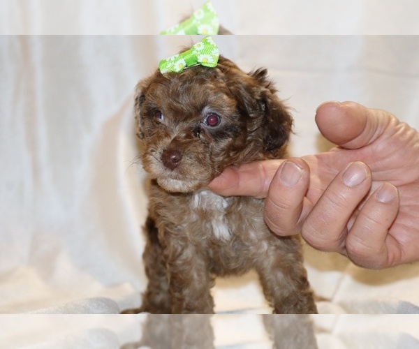 Medium Photo #5 Poodle (Toy) Puppy For Sale in DYERSBURG, TN, USA