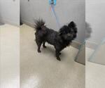 Small Chow Chow Mix