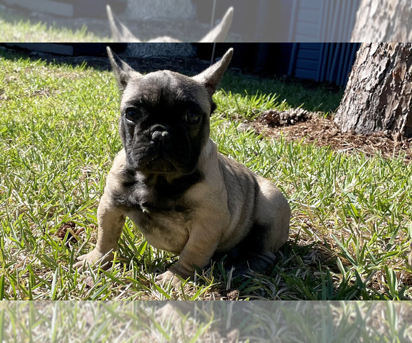Medium Photo #4 French Bulldog Puppy For Sale in KISSIMMEE, FL, USA