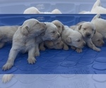 Small #14 Golden Labrador