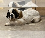 Small Photo #1 Newfoundland-Saint Bernard Mix Puppy For Sale in MARENGO, WI, USA