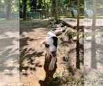 Small #2 Staffordshire Bull Terrier Mix