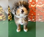 Small Photo #5 Bernedoodle (Miniature) Puppy For Sale in LAWRENCE, MI, USA