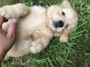 Golden Retriever Puppy for sale in MATTAPOISETT, MA, USA
