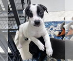 Small #3 Labrador Retriever Mix