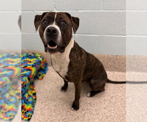 Mutt Dogs for adoption in Brighton, CO, USA