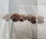Small #10 Golden Retriever