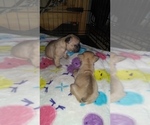 Small Photo #5 French Bulldog Puppy For Sale in NEW WAVERLY, TX, USA