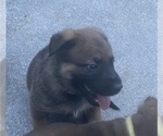 Small Photo #1 Malinois Puppy For Sale in SWEETWATER, TN, USA