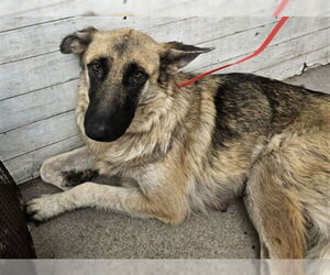German Shepherd Dog Dogs for adoption in San Bernardino, CA, USA