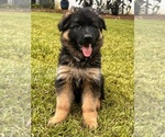 Puppy Bella German Shepherd Dog