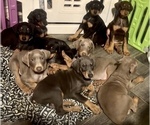 Small #14 Doberman Pinscher