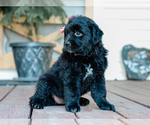 Small #3 Australian Retriever