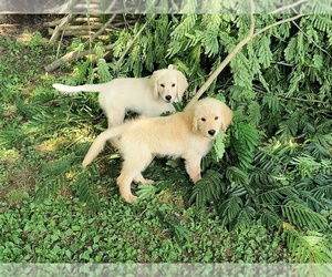 Goldendoodle Puppy for sale in STRAWBERRY PLAINS, TN, USA