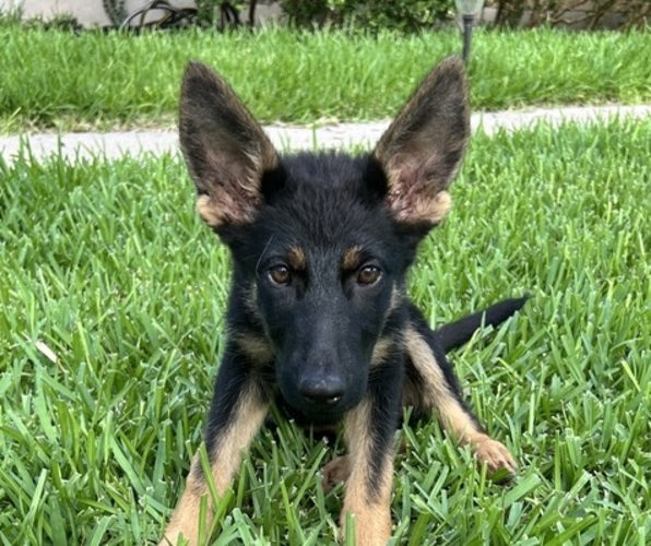 Medium Photo #7 German Shepherd Dog Puppy For Sale in TEMPLE, TX, USA