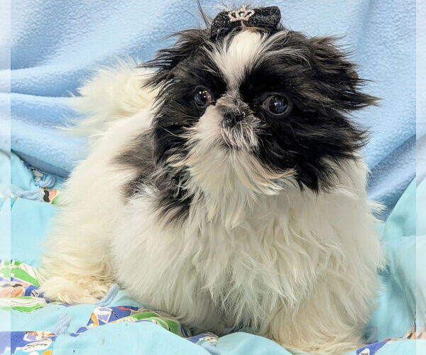 Medium Photo #1 Shih Tzu Puppy For Sale in Bon Carbo, CO, USA