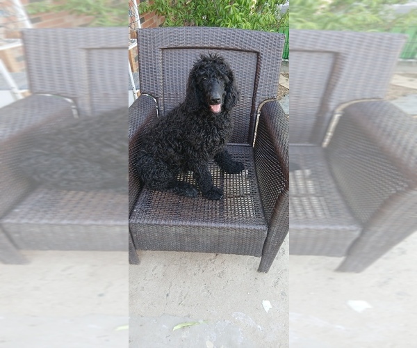 Medium Photo #1 Poodle (Standard) Puppy For Sale in CENTENNIAL, CO, USA