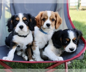 Cavalier King Charles Spaniel Puppy for sale in WATERLOO, NY, USA