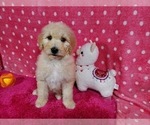 Small Photo #6 Goldendoodle-Poodle (Standard) Mix Puppy For Sale in PEYTON, CO, USA