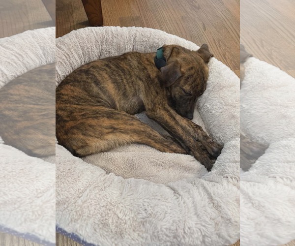 Medium Photo #5 Chihuahua-Feist Terrier Mix Puppy For Sale in Westwood, NJ, USA