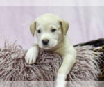 Small #2 Labrador Retriever Mix