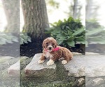 Puppy Zala Poodle (Miniature)