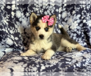 Pomsky Puppy for sale in LAKELAND, FL, USA