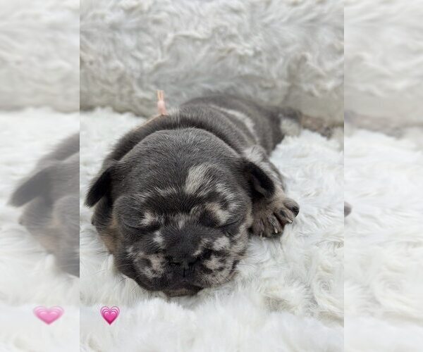 Medium Photo #8 French Bulldog Puppy For Sale in PLEASANTON, CA, USA