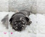 Small #7 French Bulldog