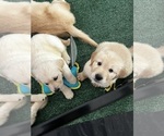Small Photo #11 Golden Retriever Puppy For Sale in BIG CABIN, OK, USA