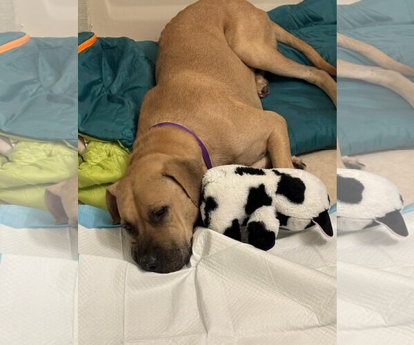 Medium Photo #2 Mastiff-Unknown Mix Puppy For Sale in Dallas, TX, USA