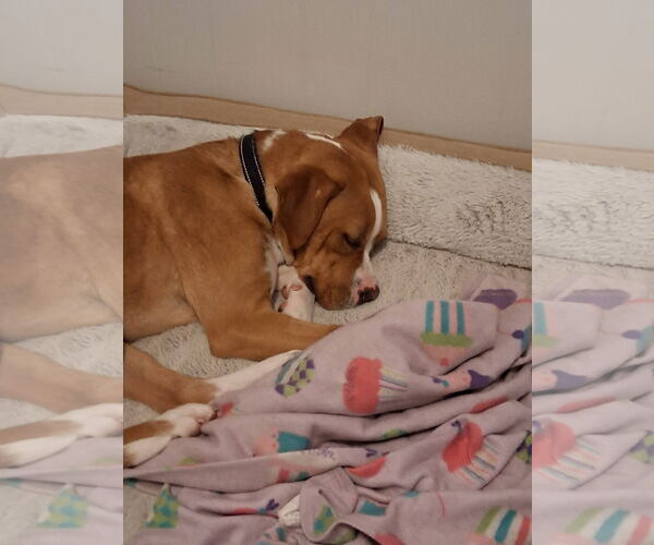 Medium Photo #6 Boxer-Unknown Mix Puppy For Sale in Burnsville, MN, USA